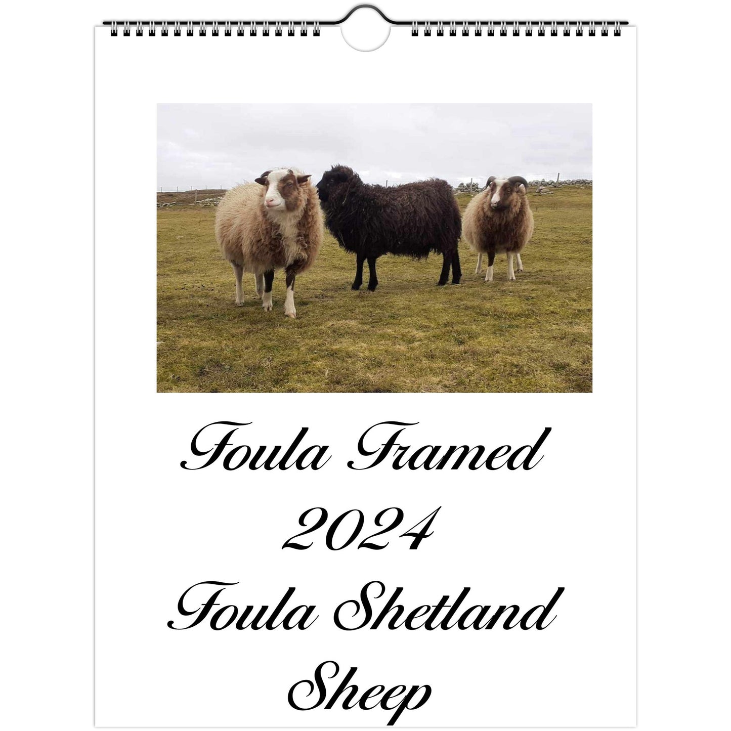 Wall calendars (US & CA) 2024 Foula Shetland Sheep