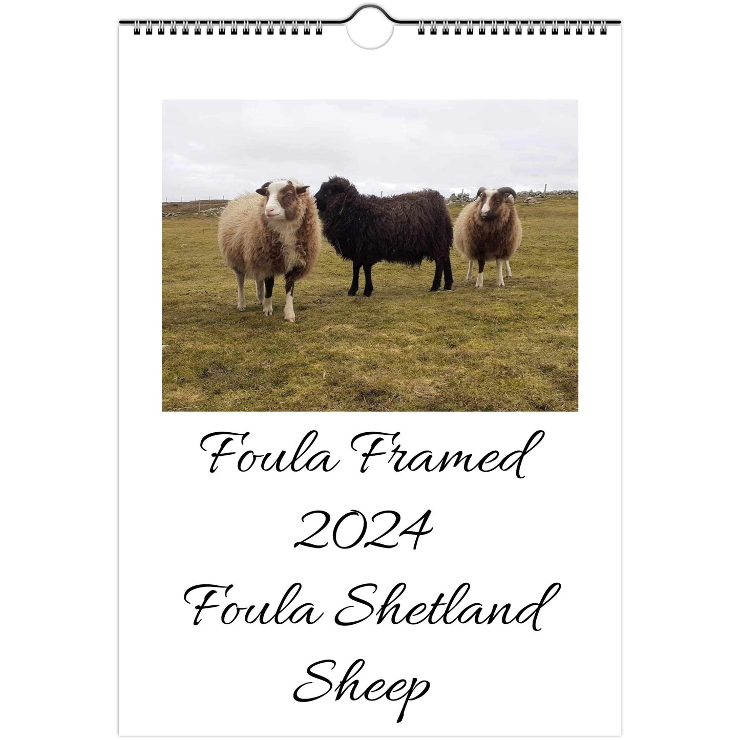 Wall calendars 2024 Europe, Asia, Oceania and Latin America Foula Shetland Sheep