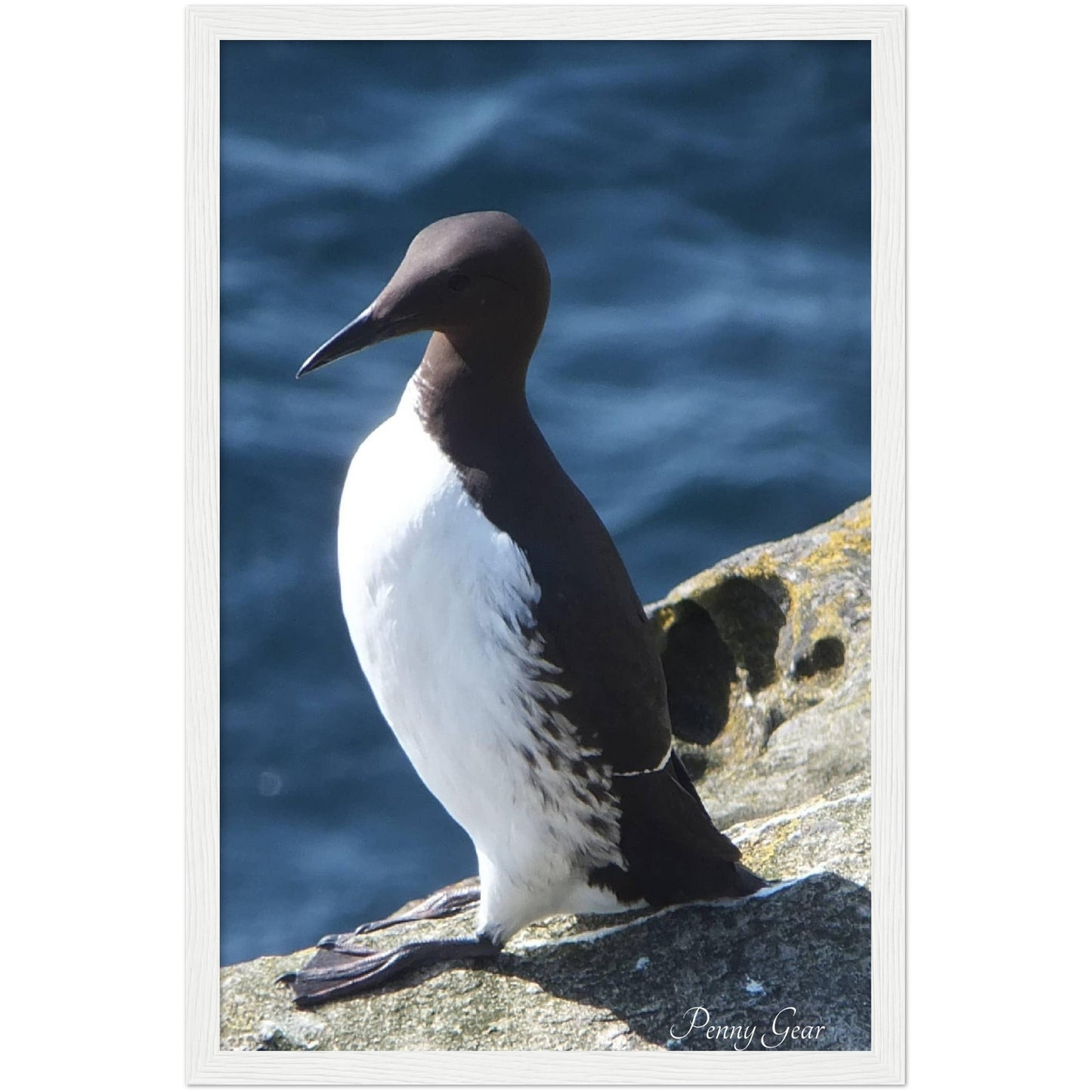 Bird Watching Wooden Framed Print 12" x 18"
