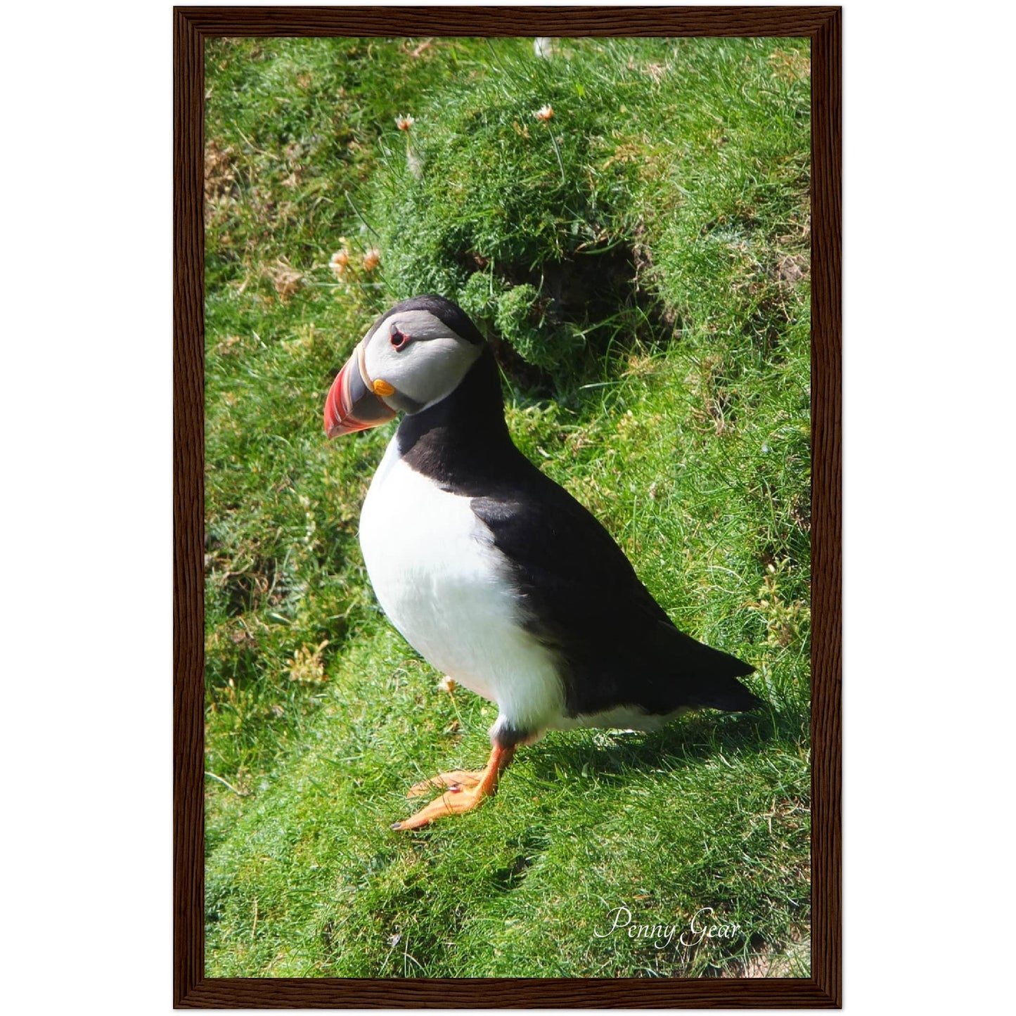 Norie Noticing Wooden Framed Print 12" x 18"