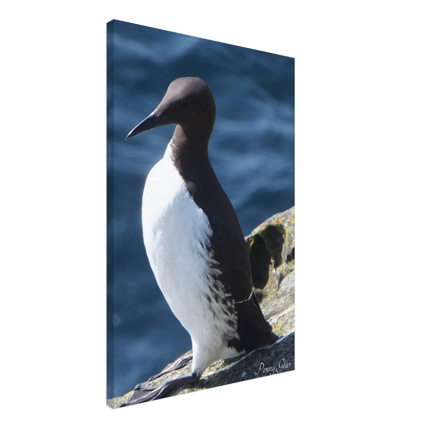 Bird Watching Canvas 20" x 30"