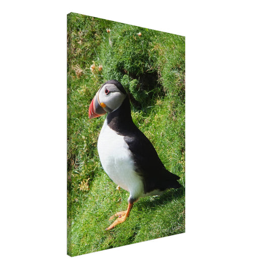 Norie Noticing Canvas 20" x 30"