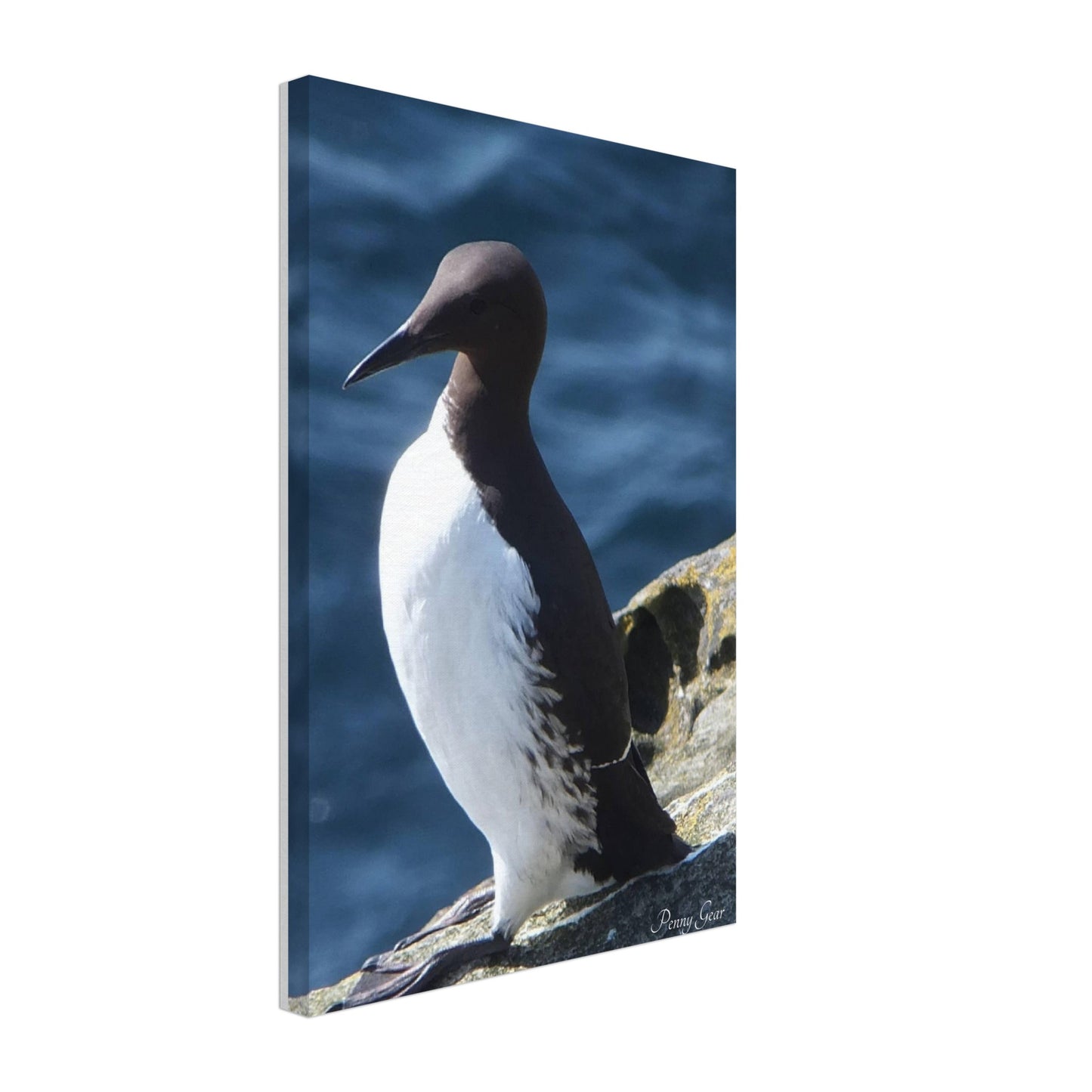 Bird Watching Canvas 12" x 18"