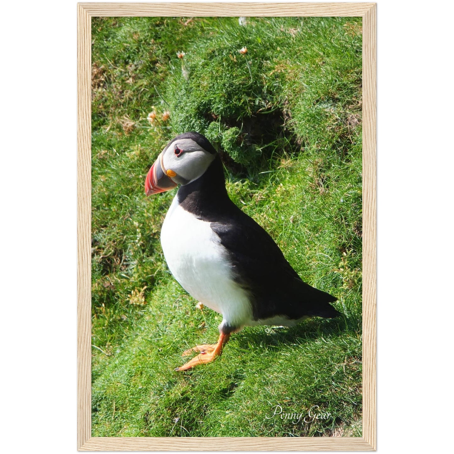Norie Noticing Wooden Framed Print 12" x 18"