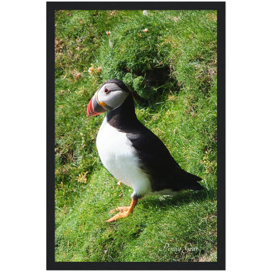 Norie Noticing Wooden Framed Print 12" x 18"